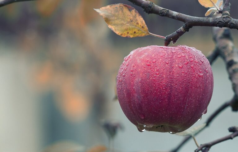 Innovations in Food Preservation: New methods to extend shelf life without compromising quality.