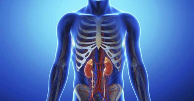 Kidney Failure Stem Cell Treatment India: A Promising Approach to Restoring Renal Health