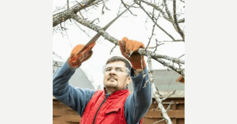 Tree Removal Service: Ensuring Safety and Landscape Health