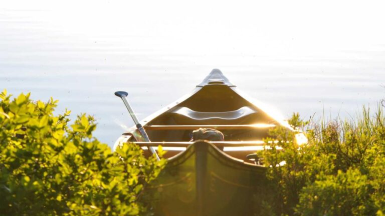 How To Download Cricbet99 Step By Step In English?